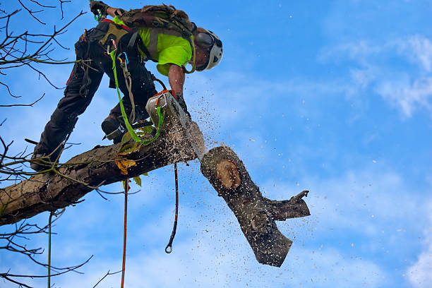 Professional Tree Services in Kent Acres, DE